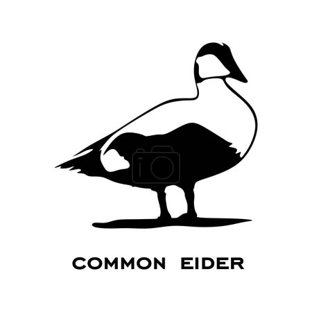 Téléchargez les illustrations : Logo eider commun isolé sur fond blanc. Silhouette d'eider commun. Illustration vectorielle d'icônes minimalistes - en licence libre de droit
