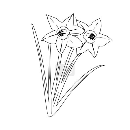 Ilustración de Hermoso narcisos flores vector ilustración diseño - Imagen libre de derechos