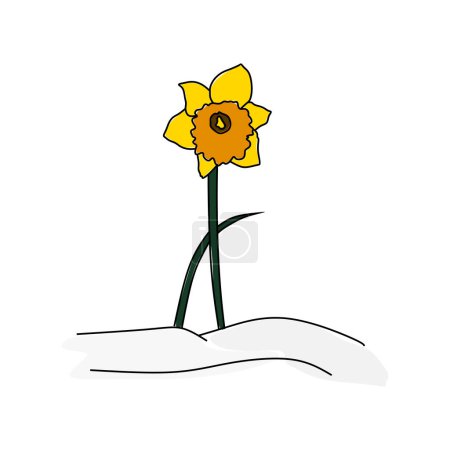 Ilustración de Flores de narcisos ilustración en blanco - Imagen libre de derechos