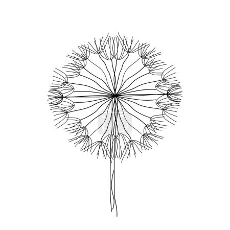 Illustration for Dandelion flower. Floral botanical Taraxacum. blowball Isolated illustration element. Vector hand drawing wildflower for background, texture, wrapper pattern, frame or border. - Royalty Free Image