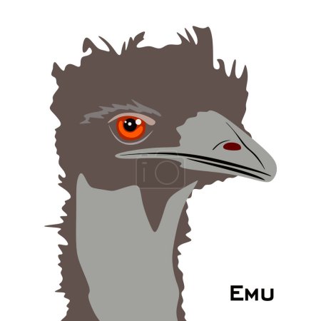Téléchargez les illustrations : Emu tête d'oiseau en style plat. Illustration d'oiseau Emu isolé sur fond blanc. Illustration vectorielle animale - en licence libre de droit