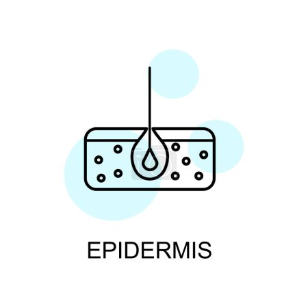 Illustration for Epidermis linear icon. Epidermis in linear style isolated. vector eps10 - Royalty Free Image