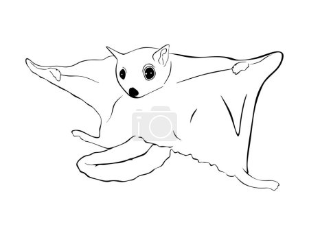 Illustration for Hand drawn Flying squirrel isolated on white background. Flying squirrel Vector illustration in minimal style. - Royalty Free Image