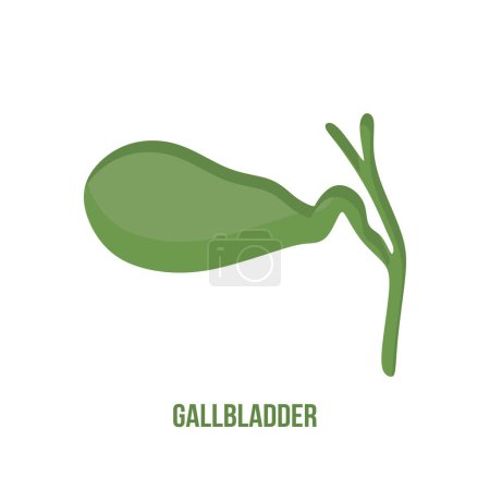 Illustration for Gallbladder illustration isolated on white background. Gallbladder vector in flat style. vector illustration - Royalty Free Image