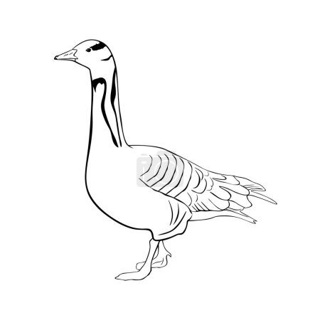 Illustration for Hand drawn Goose isolated on white background. Goose Vector illustration in engraved style. minimal design - Royalty Free Image