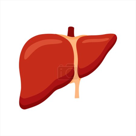 Illustration for Human organs organ icon. flat illustration of liver anatomy vector. isolated on white background - Royalty Free Image