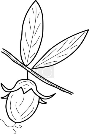 Ilustración de Jojoba tree and bean in style hand draw on white background. Jojoba tree line illustration. doodle beans vector. - Imagen libre de derechos