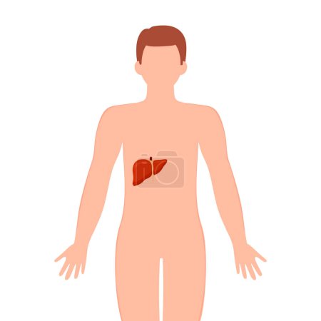 Illustration for Liver on male silhouette. Male silhouette with Liver isolated on white background. Anatomy, medicine concept. vector illustration - Royalty Free Image
