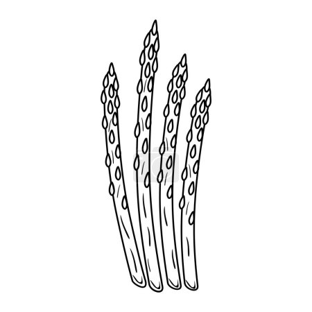 Téléchargez les illustrations : Outlined asparagus sprouts. Vintage drawing of food plant stems. Sparrow grass, detailed sketch in retro style. Sparrowgrass stalks. Hand-drawn vector illustration isolated on white background - en licence libre de droit