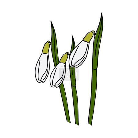 Illustration for Snowdrops flowers vector illustration - Royalty Free Image