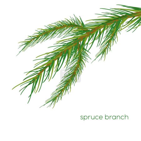 Illustration for Fir branch isolated on white background - Royalty Free Image