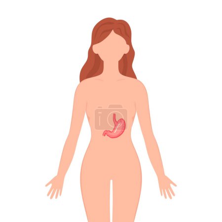 Illustration for Stomach on woman silhouette. Female silhouette with Stomach isolated on white background. Anatomy, medicine concept. vector illustration - Royalty Free Image
