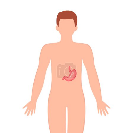 Téléchargez les illustrations : Organe de l'estomac avec silhouette humaine. Silhouette masculine avec estomac isolé sur fond blanc. Anatomie, concept de médecine. illustration vectorielle - en licence libre de droit