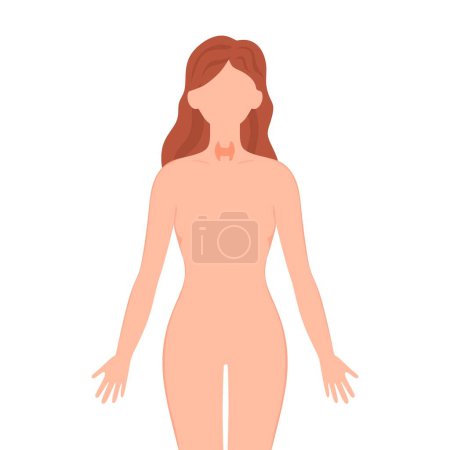 Illustration for Thyroid gland illustration. Female silhouette with thyroid gland isolated on white background. vector illustration - Royalty Free Image