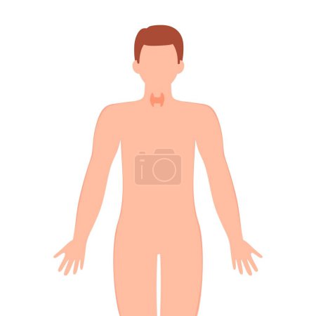 Illustration for Thyroid gland illustration. Male silhouette with thyroid gland isolated on white background. vector illustration - Royalty Free Image