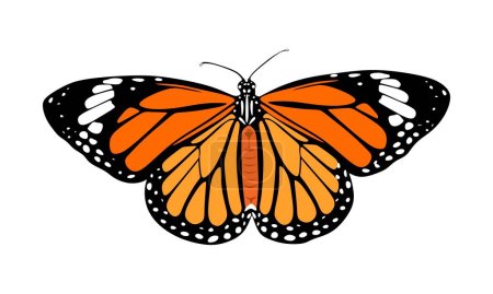 Mariposa tropical elegante con alas coloridas aisladas sobre fondo blanco. Bonita vista superior de polilla voladora. Precioso insecto exótico de primavera. Ilustración vectorial texturizada coloreada