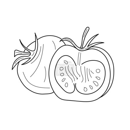 Illustration for Sketch of fresh tomatoes . isolated illustration. vegetable and healthy food. vector background - Royalty Free Image