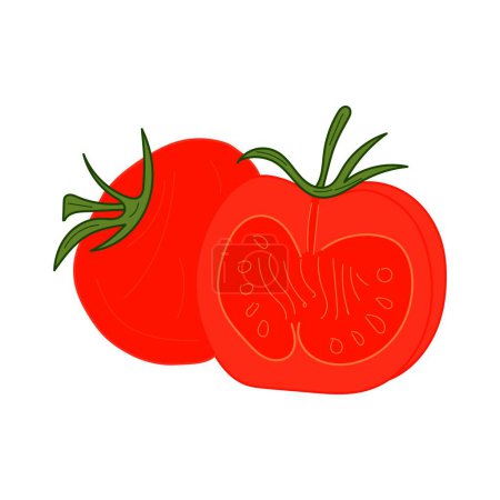 Téléchargez les illustrations : Vector illustration of tomato. isolated on the white. - en licence libre de droit