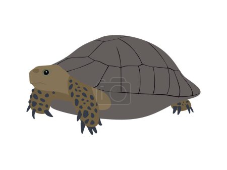 Téléchargez les illustrations : Illustration vectorielle d'une tortue, reptile mignon - en licence libre de droit