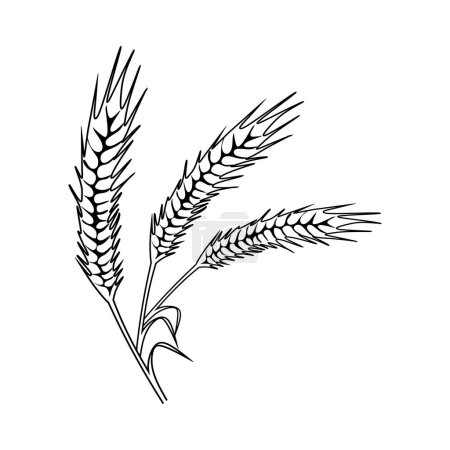 Téléchargez les illustrations : Épillets de blé vecteur à grains - en licence libre de droit