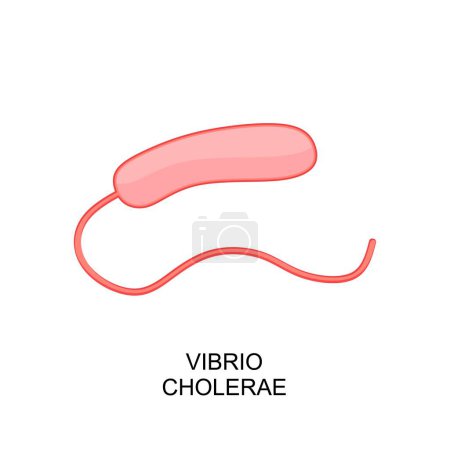 Téléchargez les photos : Illustration vectorielle de l'icône Vibrio cholerae - en image libre de droit
