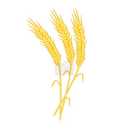 Illustration for Yellow ripe spikelets of wheat and flat wheat grain isolated on white background. spikelets flat colorful vector illustration - Royalty Free Image