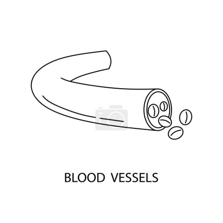 Illustration for Blood vessels line icon - Royalty Free Image