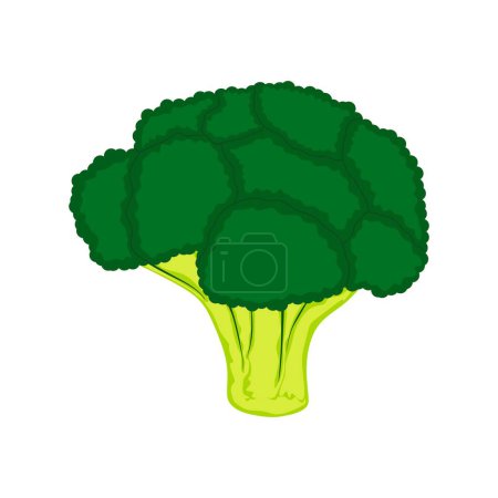 Illustration for Broccoli head illustration.Broccoli in flat style icon on white background - Royalty Free Image
