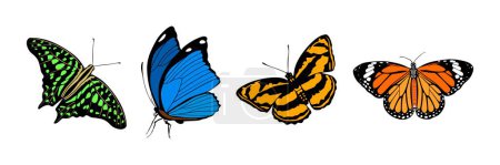 Téléchargez les illustrations : Beaux papillons colorés ensemble, isolé sur fond blanc - en licence libre de droit