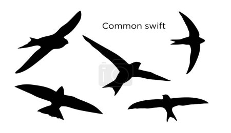Illustration for Common swift flying silhouette. - Royalty Free Image