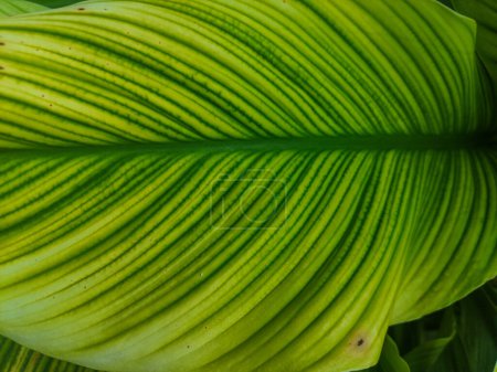 Foto de Primer plano de la hoja de Canna Lily. Hoja amarilla con patrón de rayas verdes. - Imagen libre de derechos