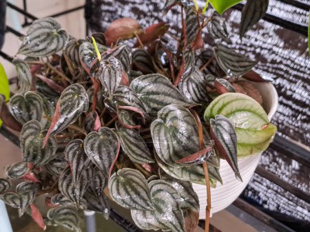 Close up view of Peperomia argyreia, also known as Peperomia watermelon because of the shape, marking and texture of the leaves
