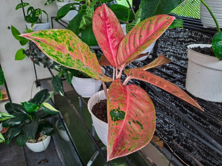 Foto de Big Roy or Aglonema Lulaiwan, ornamental houseplant, has pink to red leaf color with green spotted texture - Imagen libre de derechos