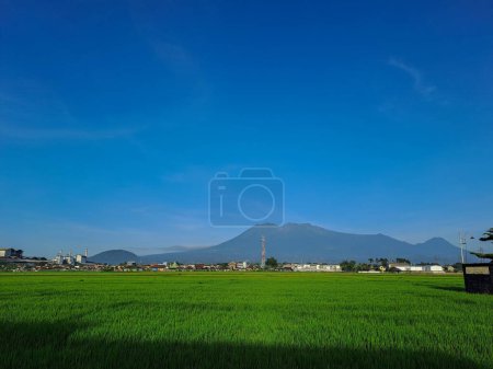 Foto de Campo de arroz o arrozal verde con fondo de montaña y cielo azul - Imagen libre de derechos