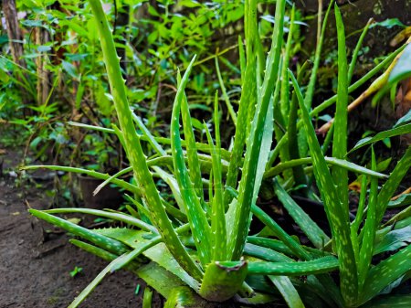 Foto de Aloe vera, generalmente cultivado para la agricultura (para la materia prima cosmética), medicina (para diversos síntomas de la piel) y plantas ornamentales de interior - Imagen libre de derechos