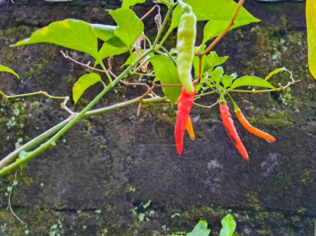 Foto de Chili o pimienta de Cayena o Pimienta picante (Capsicum annuum) colgando de la planta con la pared negra inacabada en el fondo. Plantas que se pueden cultivar en el patio - Imagen libre de derechos