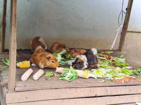 Foto de Lindos conejillos de indias comiendo verduras en los establos - Imagen libre de derechos