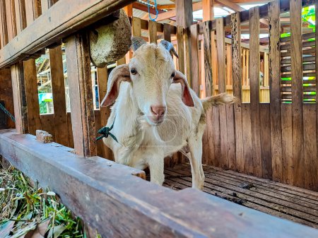 Foto de Una cabra blanca en una jaula de madera para alimentar, mirando a la cámara - Imagen libre de derechos