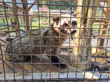 Téléchargez les photos : Civet chat (civettictis civetta) dans la cage - en image libre de droit
