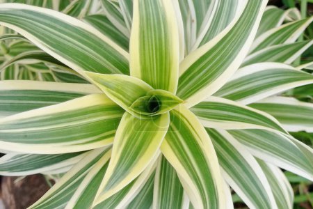 Photo for Photos of beautiful Dracaena flower plants - Royalty Free Image