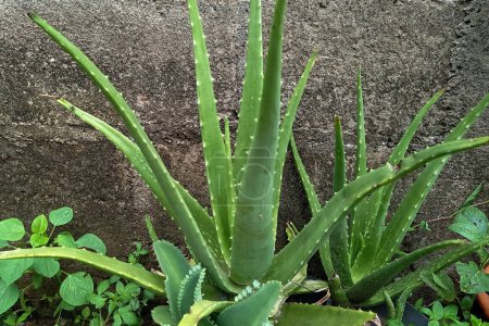 Photo for Aloe vera plant photos free download. - Royalty Free Image