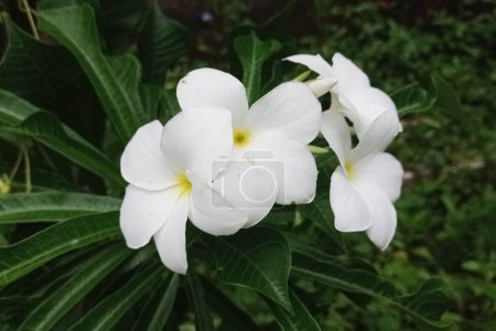 Photo for Beautiful and beautiful white tabebuya flower photo. - Royalty Free Image