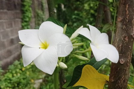 Photo for Beautiful and beautiful white tabebuya flower photo. - Royalty Free Image