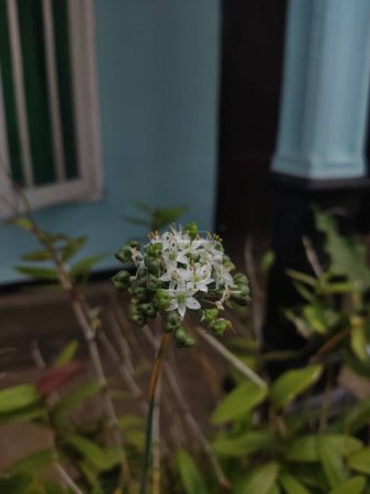 Photo for Close up photo of a white Allium ursinum flower or called wild garlic in the garden terrace of the house. Selective focus. - Royalty Free Image