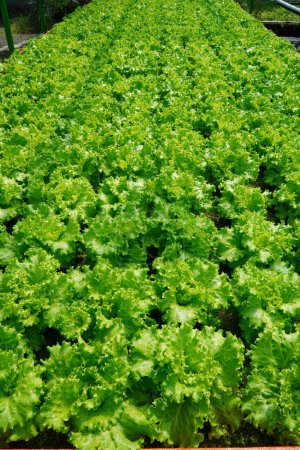 Large plantation with green seedlings of fresh lettuce 