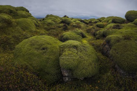 Téléchargez les photos : Située le long de la côte sud de l'Islande, Eldhraun est la plus grande coulée de lave au monde. D'une superficie de 565 kilomètres carrés, le site revêt une importance historique et géologique.. - en image libre de droit