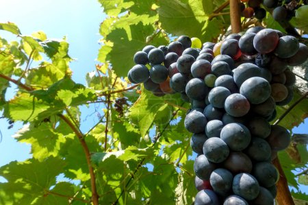 Photo for Red ripe wine grapes on its vine ready to be harvested in Italian wine season - Royalty Free Image