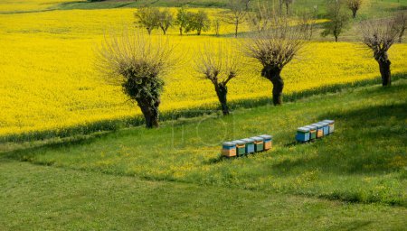Foto de Fila de colmenas junto al campo de flores de colza amarilla para la polinización y la producción de miel en panal para el concepto de apicultura - Imagen libre de derechos