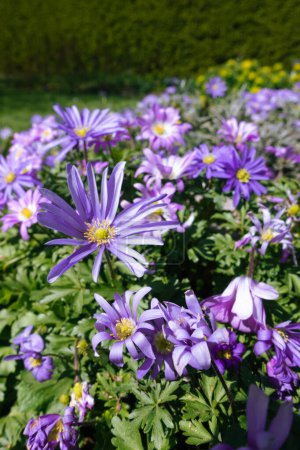 Photo for Purple Italian aster amellus flowers blossoming in spring - Royalty Free Image