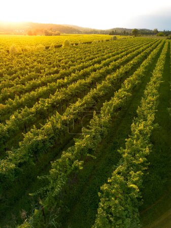 Photo for Aerial view of grapevines in sunset vineyard landscape - Royalty Free Image